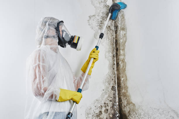 Best Black Mold Removal  in Emma, NC