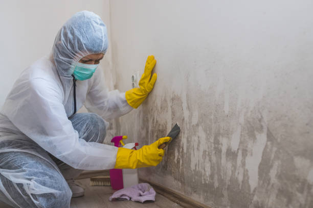 Best Local Mold Removal Service  in Emma, NC