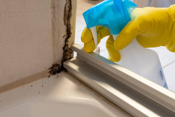 Professional Mold Removal in Emma, NC
