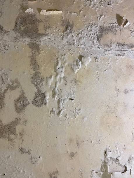 Best Home Mold Removal  in Emma, NC