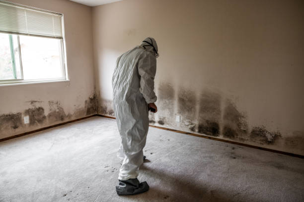 Best Attic Mold Removal  in Emma, NC