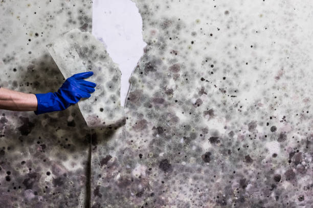 Mold Removal and Inspection in Emma, NC