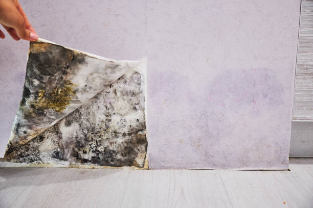 Best Professional Mold Removal  in Emma, NC